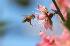 A bee gathers pollen from a pink flower.