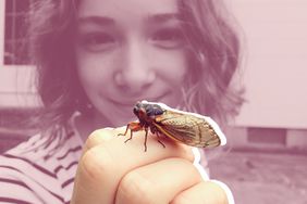 The FDA Says Not to Eat Cicadas If You're Allergic to Shellfish—Here's Why , Portrait of a young girl studying a cicada that she caught in a garden. Little girl looking down with wonder at an enormous insect perched on her fingers. Childhood. Discovery and adventure.