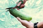 vasectomy - cucumber harvesting or organic food concept