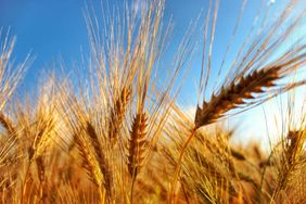 01-celiac-disease-feature-wheat-gluten
