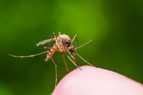 close-up photo of mosquito on human skin on green background
